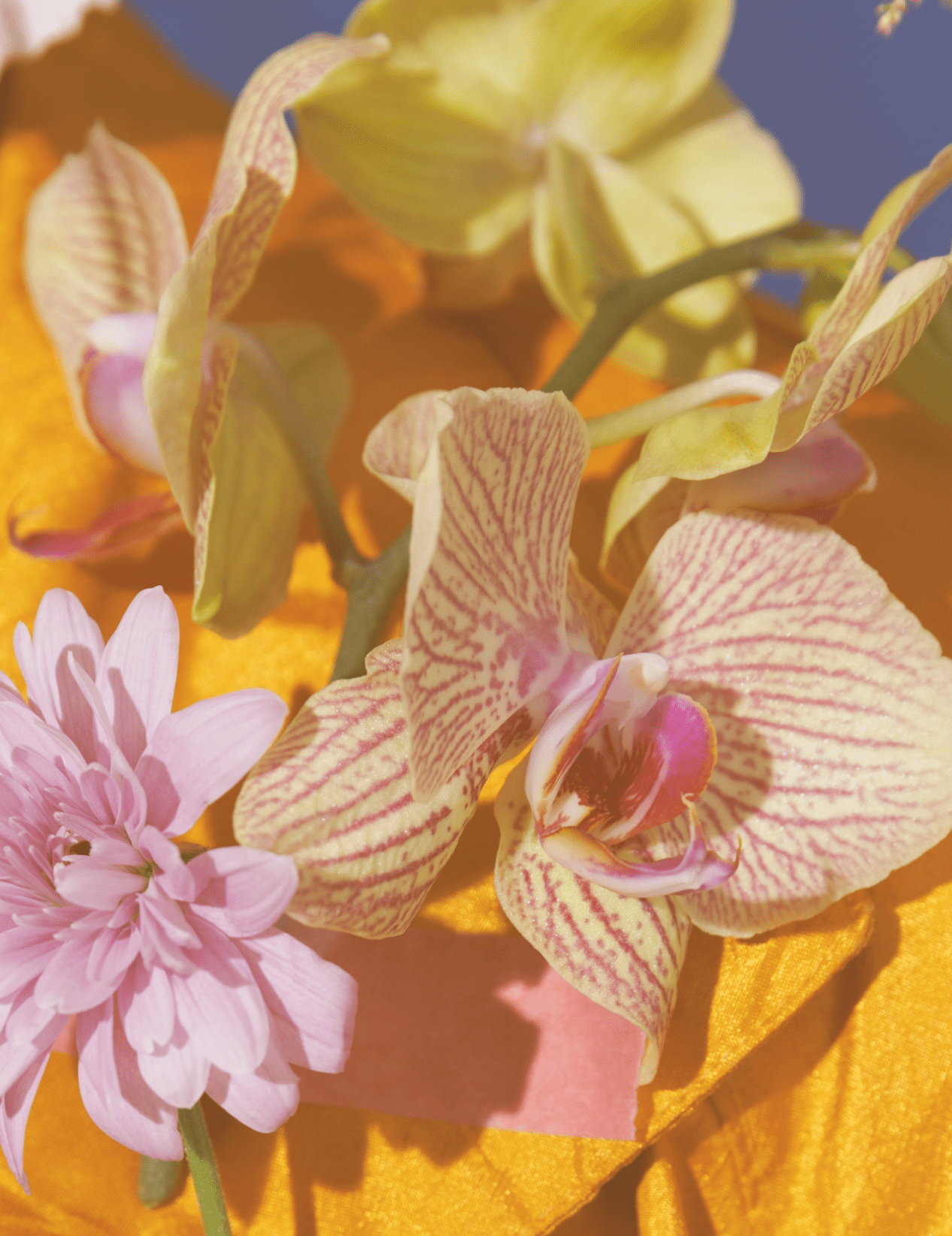 Fine Tunes: Summer Garden - Barbari Botanical Co. Spotify Playlist