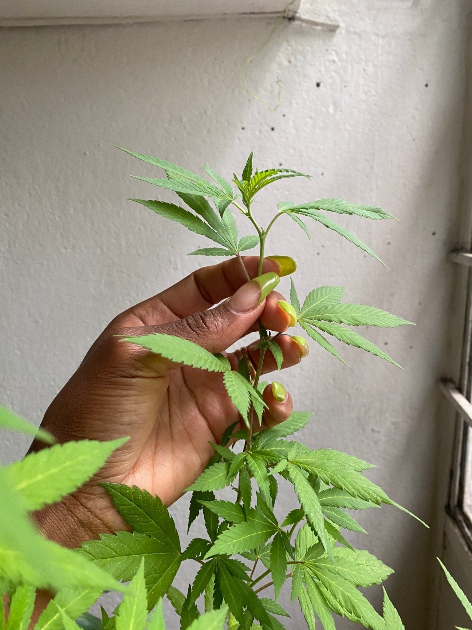 An Introduction to Strain Pairing with Mennlay Golokeh Aggrey - Barbari Botanical Co.