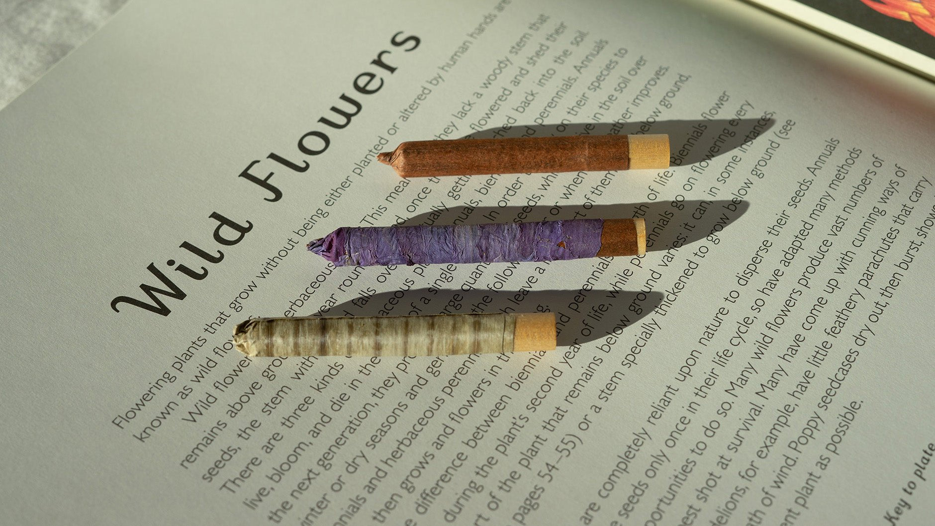 An Introduction to Sway Blunts - Barbari Botanical Co.