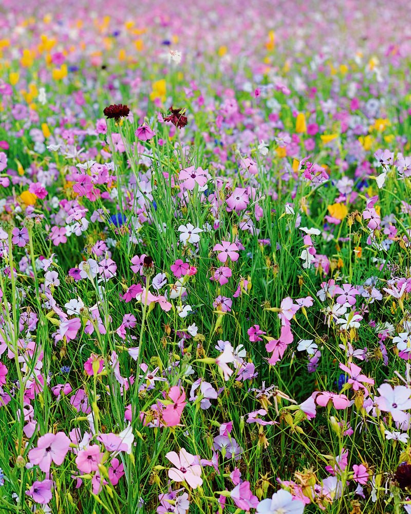Fine Tunes: Frolic in the Flowers - Barbari Botanical Co.