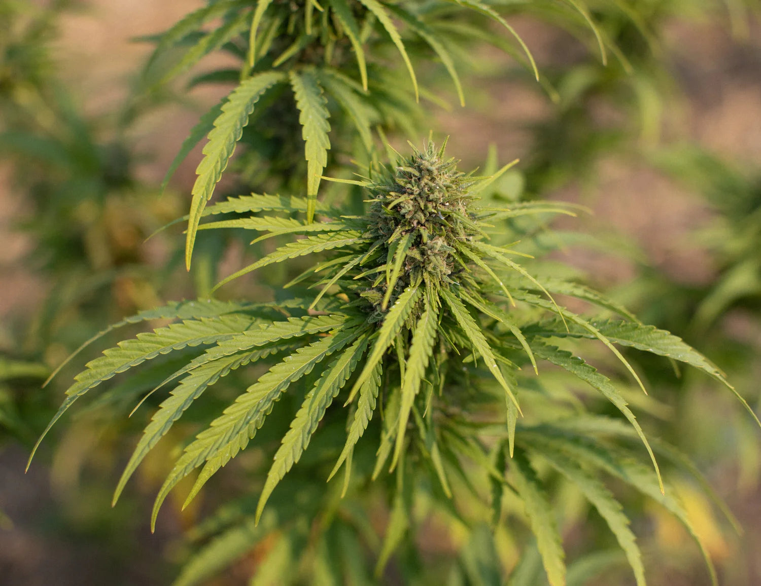 Sour Pineapple Hemp Flower | Tobacco Alternative